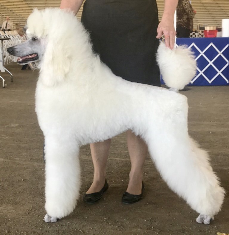 OEG Pet Salon - Photo 2