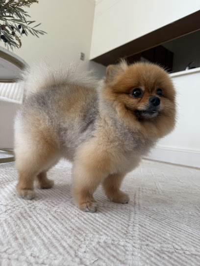 Foggy Doggy Grooming Salon