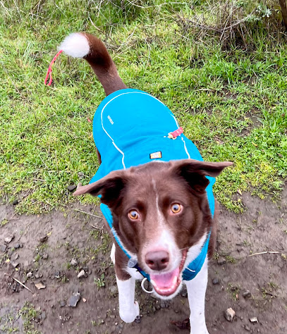 East Bay Dog Adventures