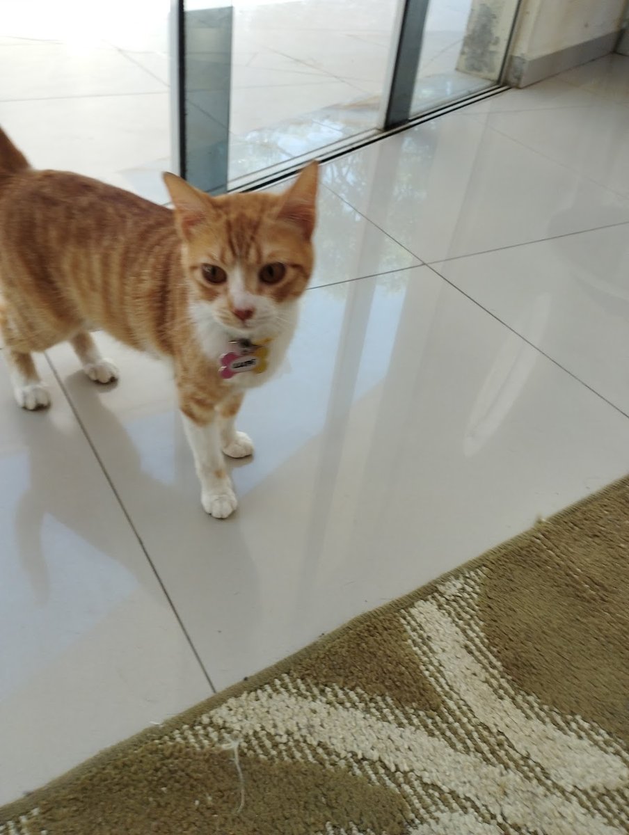 Dobydog - Banho, Tosa e Hospedagem