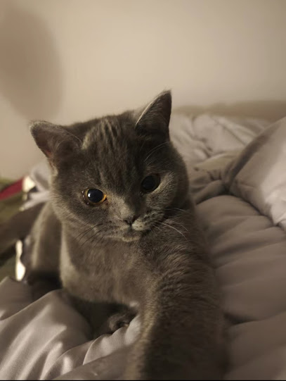 Stratford Cat Concierge