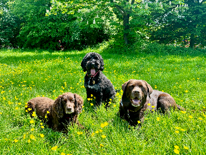 Happy Little Paws Dog Walking & Training