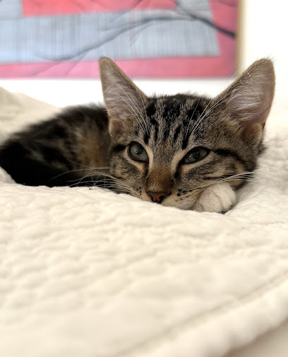 Presidio Way Pet Hospital