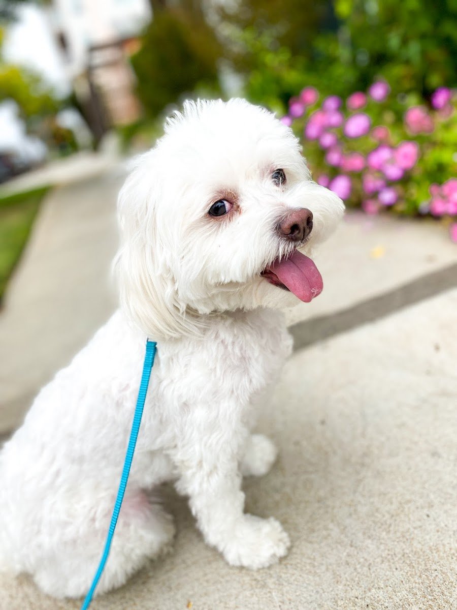Barks & Buns - Photo 2