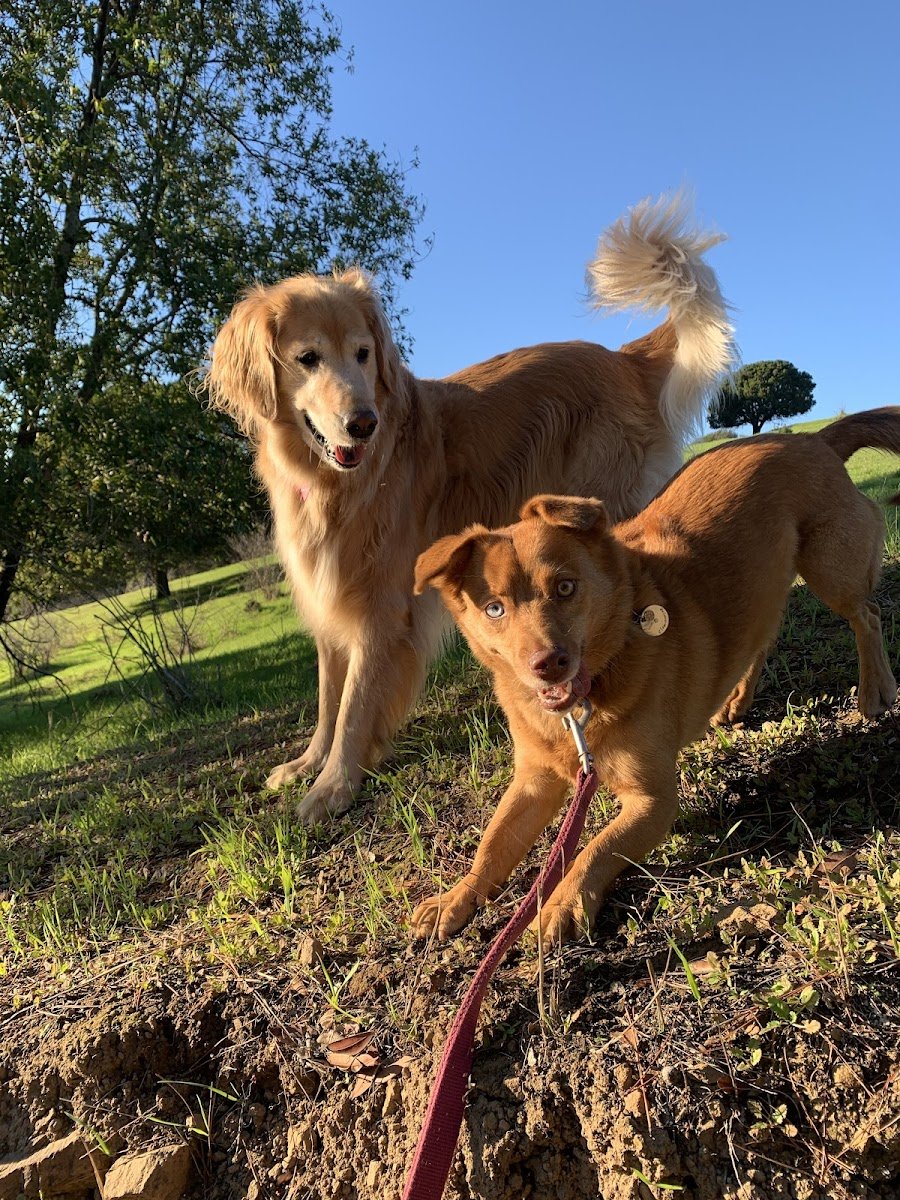 Angie’s Pawsitive Pet Care - Photo 2