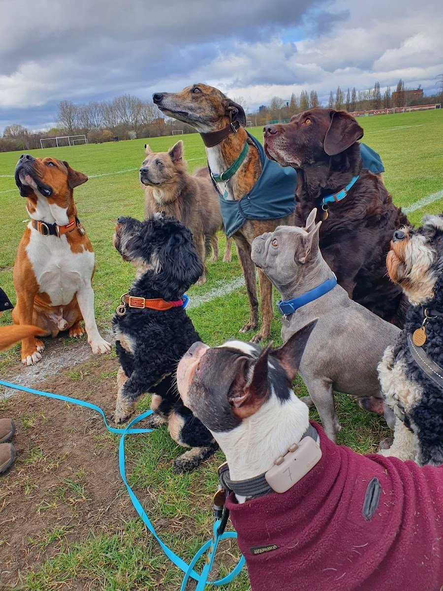 Hound Crew - Photo 2
