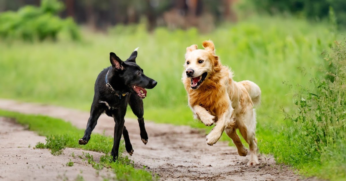 Alldog - Photo 2