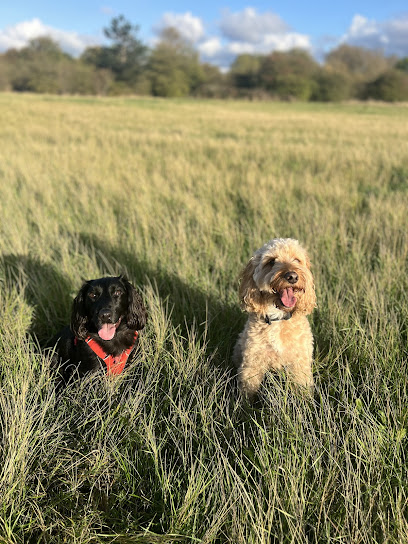 Bruno's Buddies Dog Walking & Sitting - Pet Shop in London