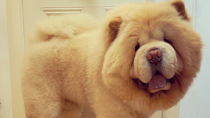 Noses To Tails - Pet Shop in London