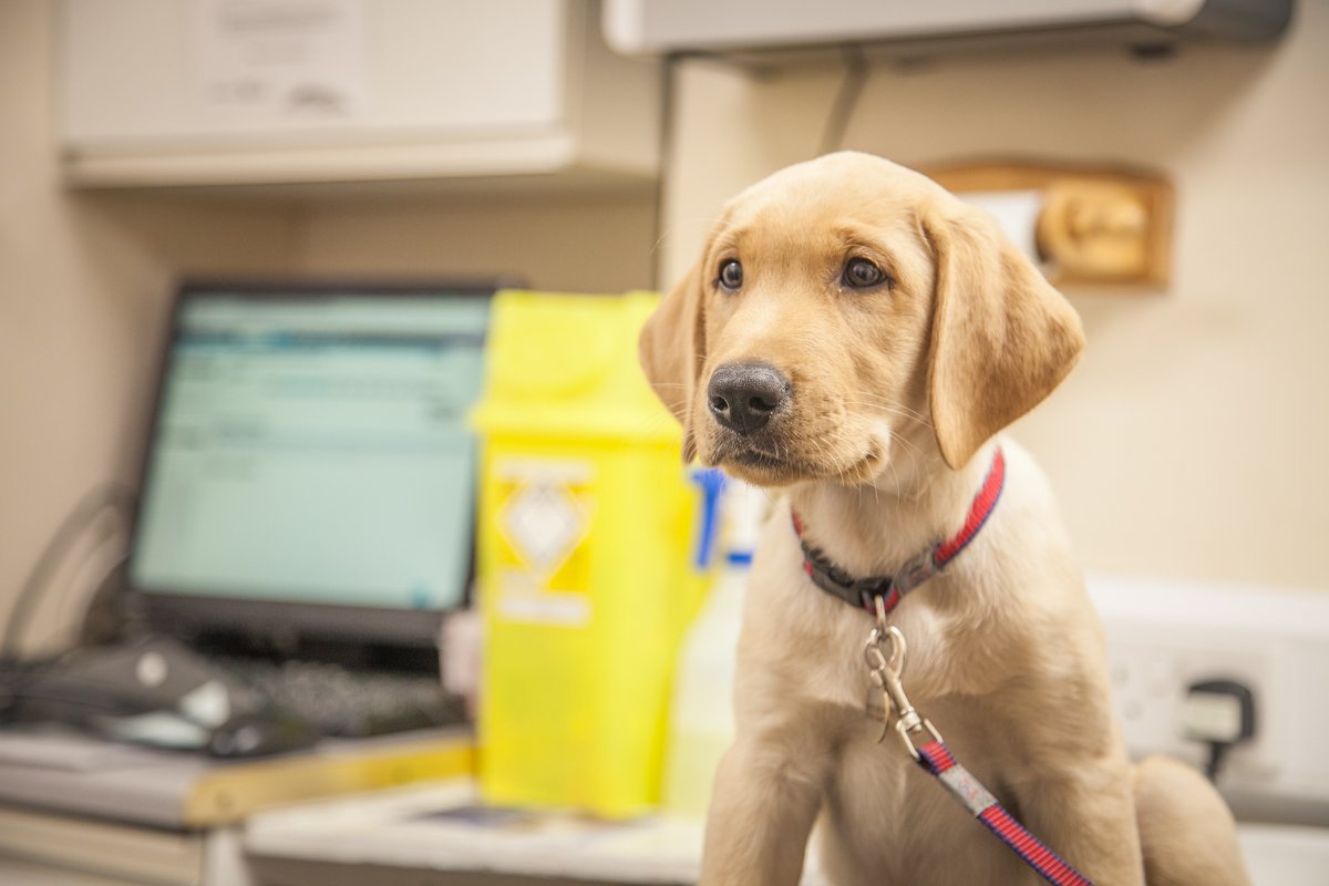 Alcombe Veterinary Surgery - Photo 2
