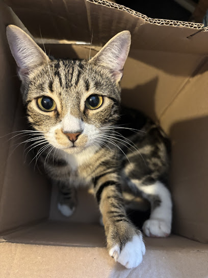 Vets for Pets - Old Kent Road