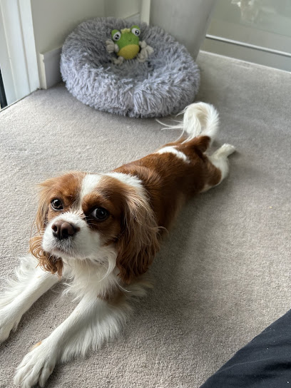 Mane Dog Grooming - Pet Shop in London