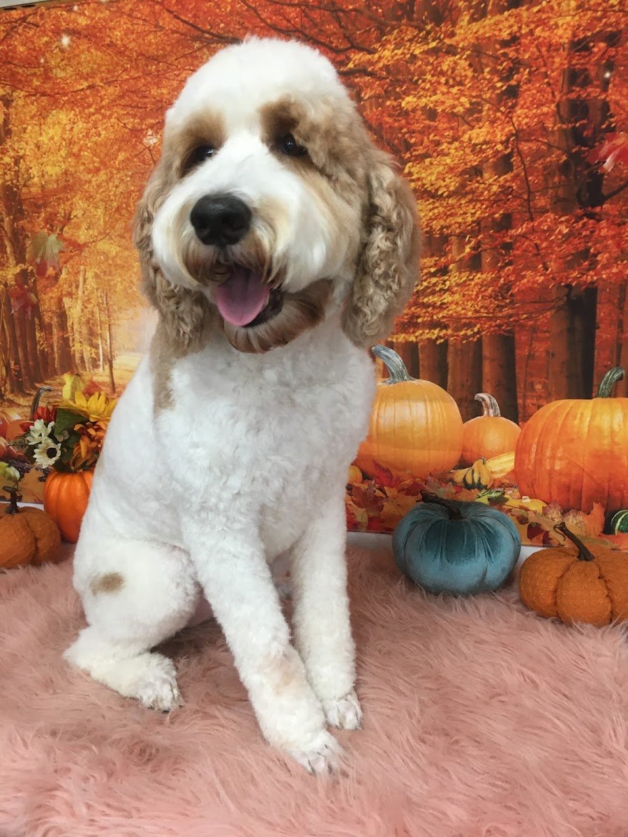 Barklahoma Dog Grooming - Photo 2