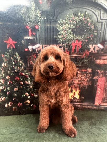 SW Dog Groomers - Pet Shop in London