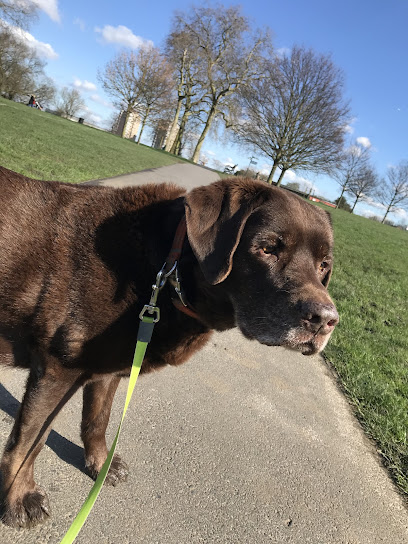 Hound Solo® 1 to 1 Specialist Dog Walking Service