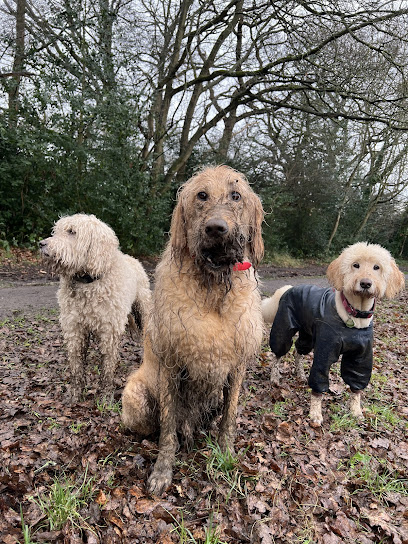 Forest and Fur