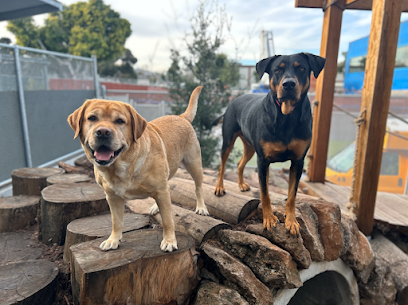 Pet Camp Ranger Station - Pet Shop in San Francisco