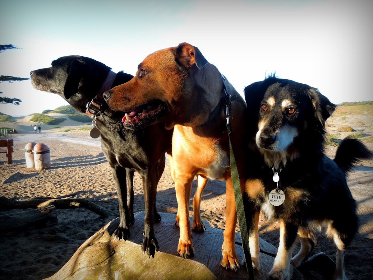 Hooker's Hounds - Photo 2