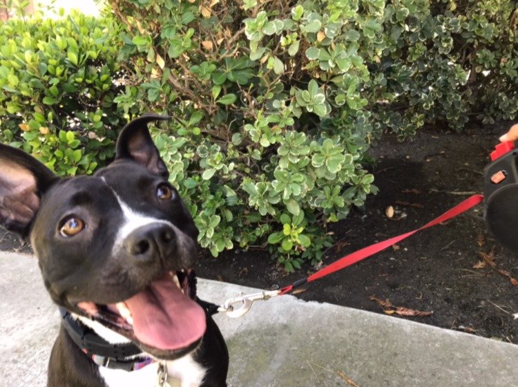 Golden Leash CA - Photo 2