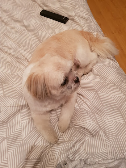 Medivet 24 Hour Richmond