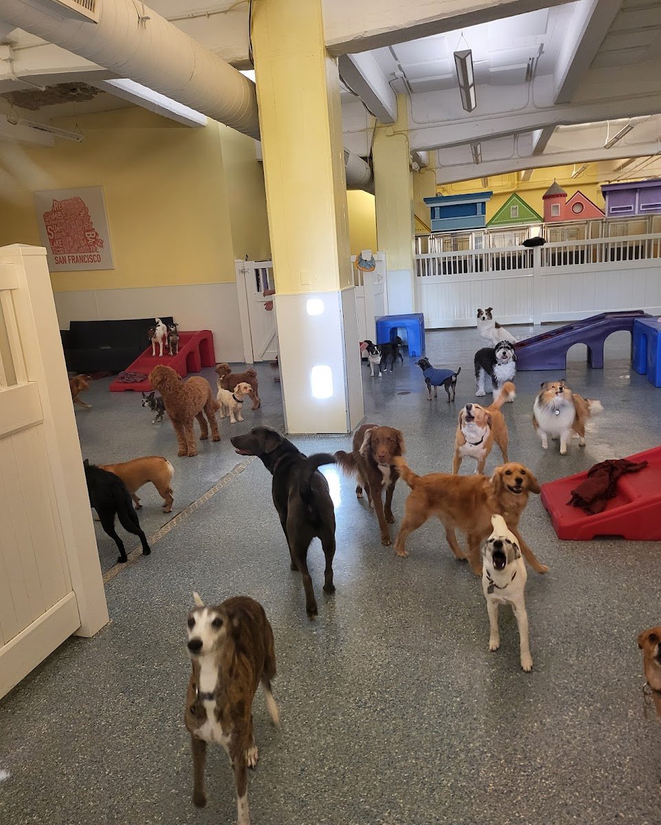 Mr. Muggles' Dogs - Photo 2