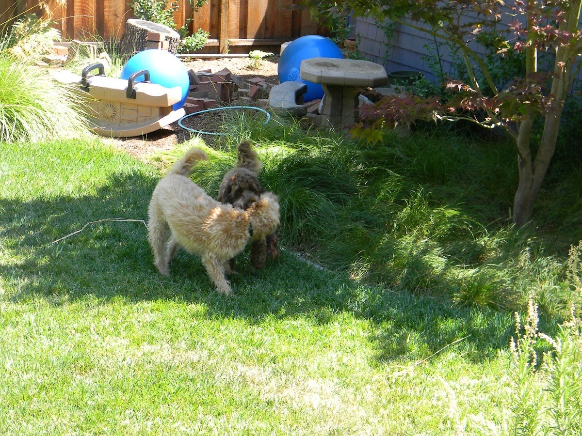 Wags & Whiskers - Photo 2
