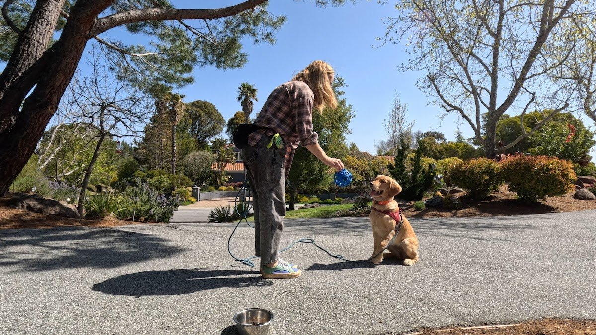 Pintar Dog Training - Photo 2
