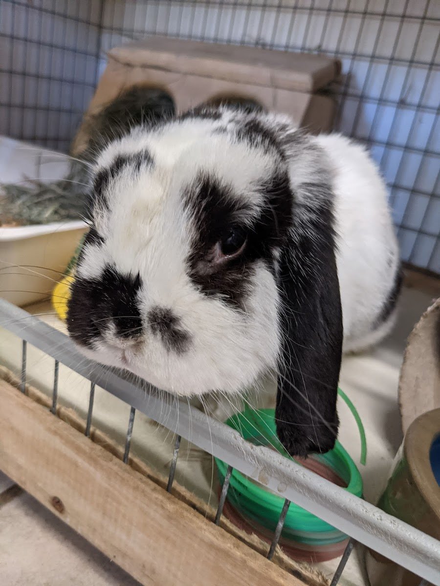 SaveABunny - Photo 2