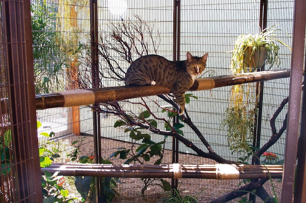 Pet Camp Cat Safari - Photo 2