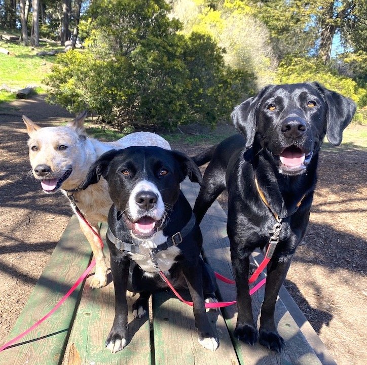 Mutt Crew SF - Photo 2
