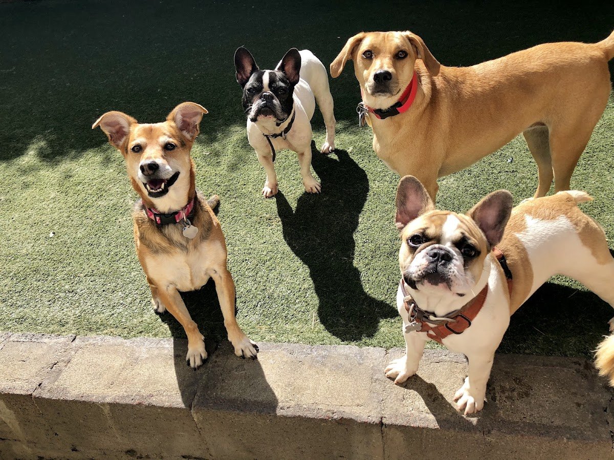 The Grateful Dog - Photo 2