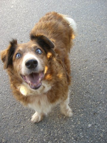 Joan 4 Pets - Photo 2