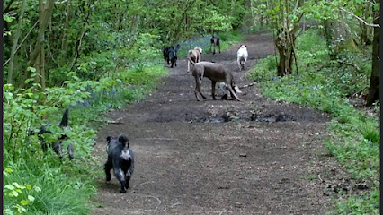wagtails dog walking