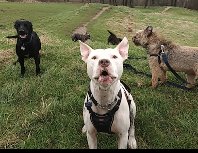 Happy Staffy Dog Walking Service