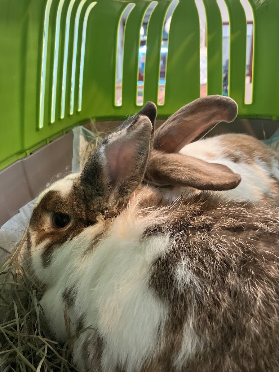 Hoolibuns - Photo 2