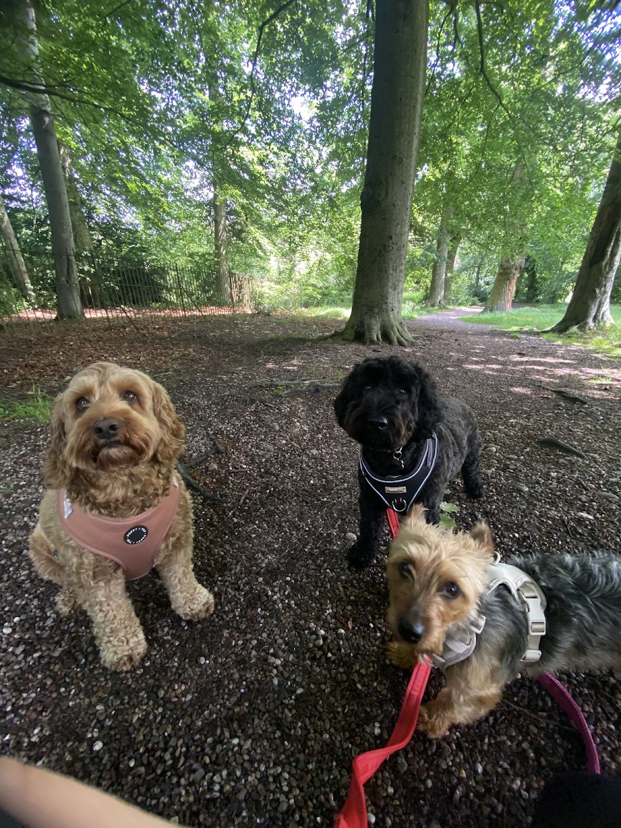 Chloe's Pet Care - Photo 2