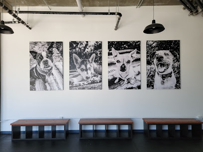 itchytail pet services