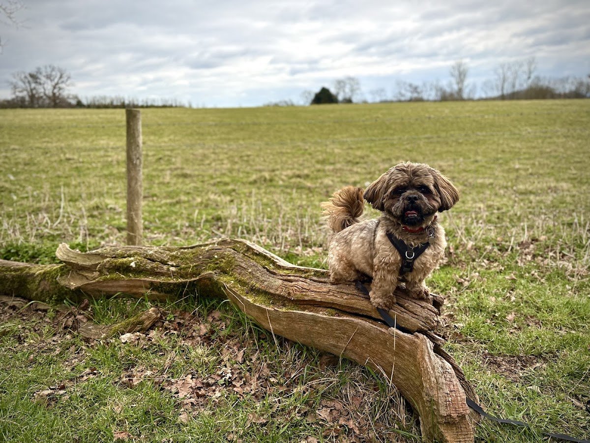 The Joggin Dog - Photo 2