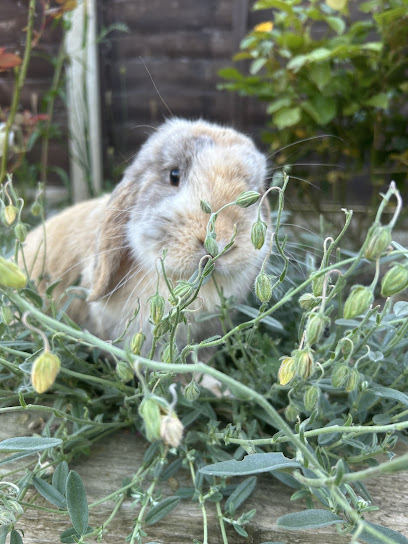 Bea's Bunnies- small pets boarding