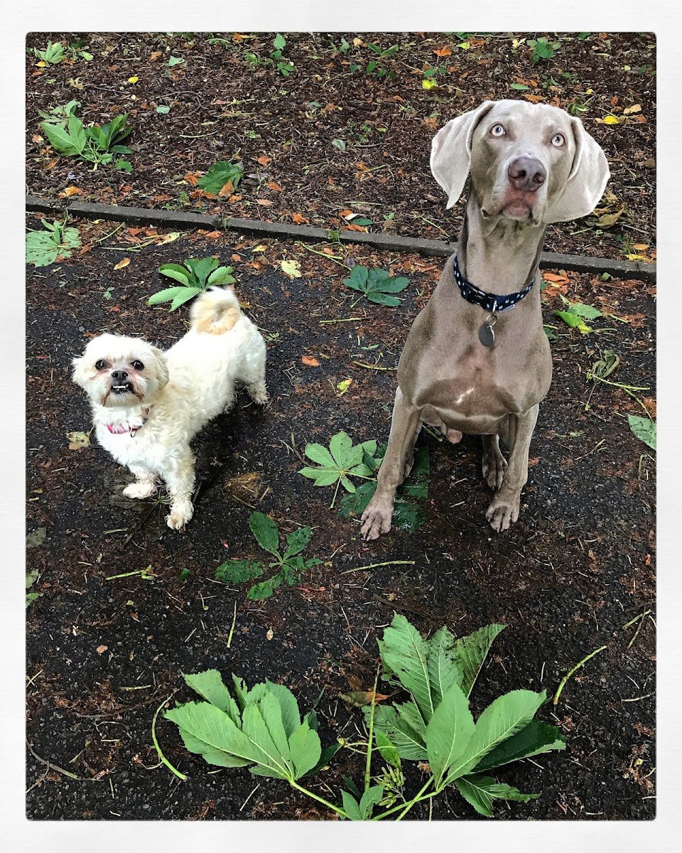 Second City Pet Services - Photo 2