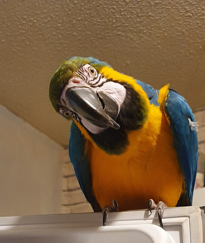 Avian Angels Parrot Rescue & Rehoming uk