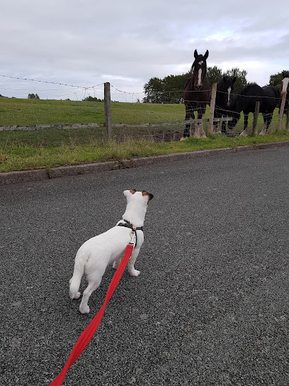 Bounders Dog Walking