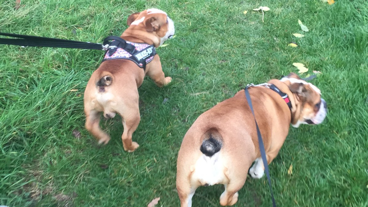 Winstons Walkies - Photo 2