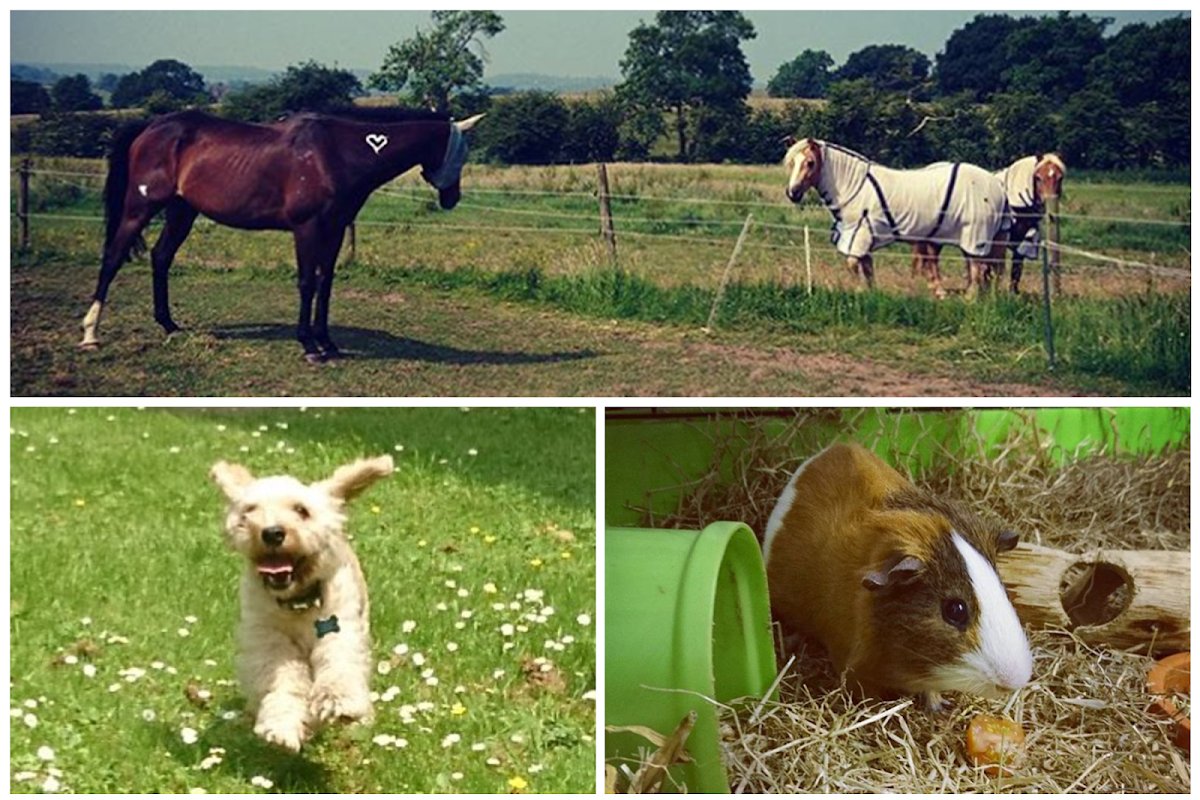 Peaky Pet Services - Photo 2