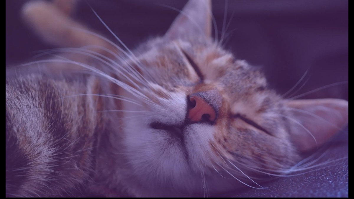 The Kosseted Kat - Photo 2