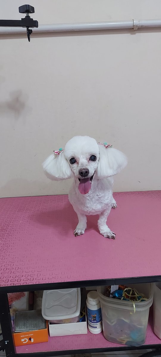 Pet Shopping Canil Lorena - Pet Shop em Ipatinga