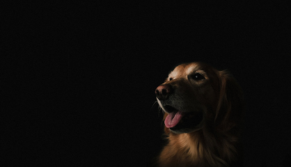 VSx Veterinary Surgery of Indianapolis