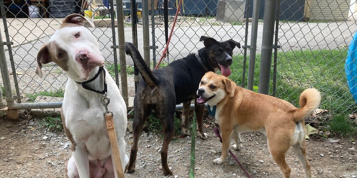 Positive Only Pups - Photo 2