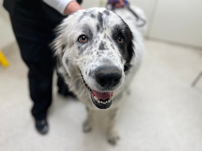 FACE Low-Cost Animal Clinic - Pet Shop in Indianapolis