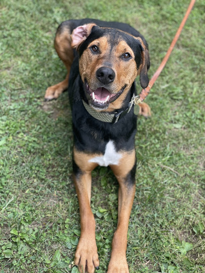 Canine Connected Dog Training